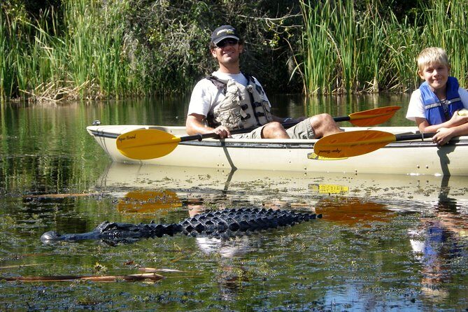 3 Hour Guided Mangrove Tunnel Kayak Eco Tour - Exploring the Hidden Corners of the Florida Everglades by Kayak