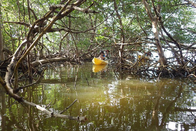 3 Hour Guided Mangrove Tunnel Kayak Eco Tour - Who Will Love This Tour?