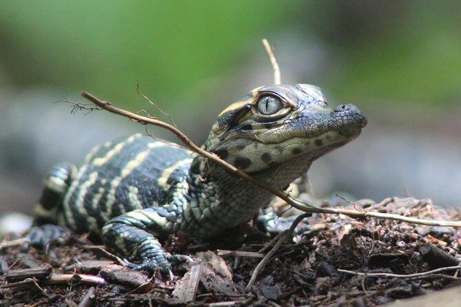 3 Hour Guided Mangrove Tunnel Kayak Eco Tour - Final Thoughts
