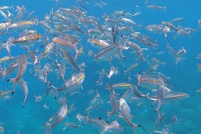 3 Hour Guided Scuba Diving in Trincomalee - Why a 3-Hour Guided Scuba Tour in Trincomalee Stands Out