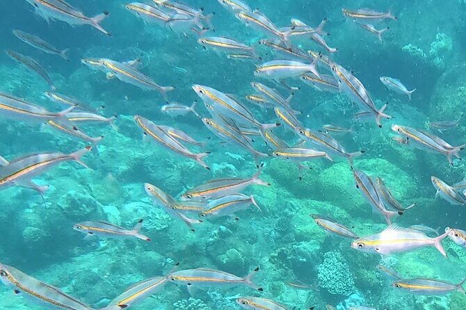 3 Hour Guided Scuba Diving in Trincomalee - Practical Details and Tips