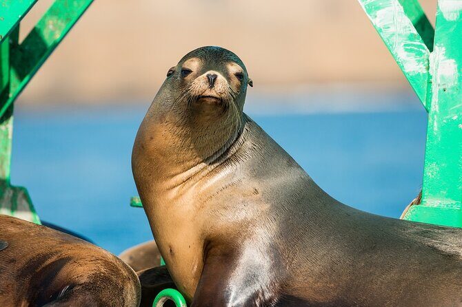 3-Hour Guided Whale and Dolphin Watching Experience in San Diego - Authentic Encounters and Genuine Reviews