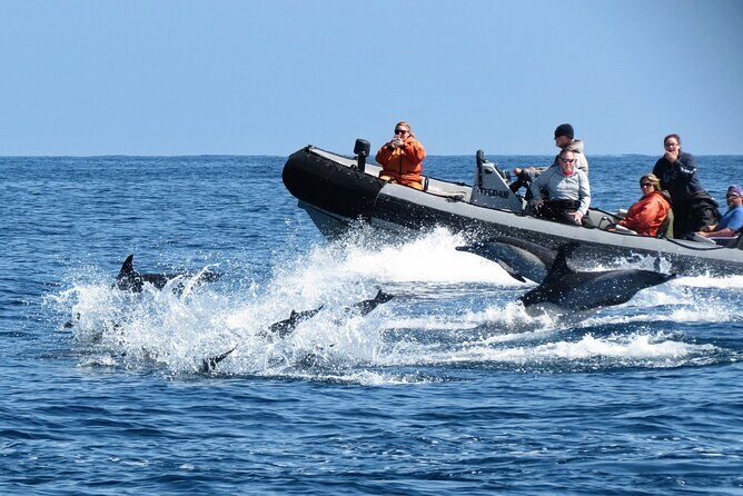 3-Hour Guided Whale and Dolphin Watching Experience in San Diego - Practical Tips for Travelers