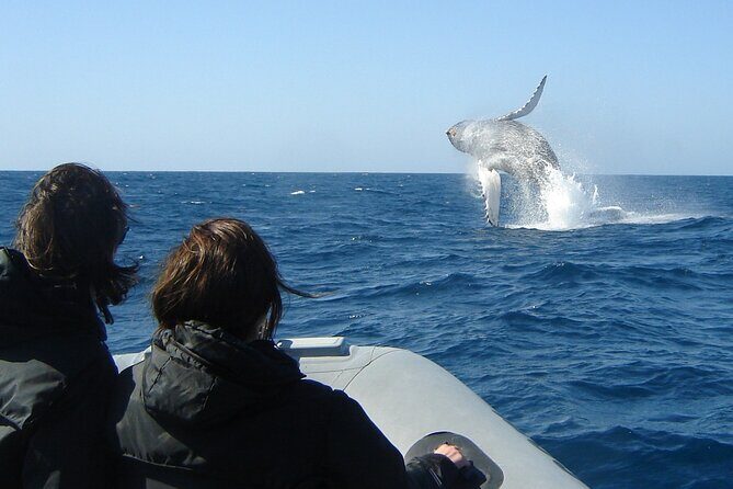 3-Hour Guided Whale and Dolphin Watching Experience in San Diego - The Sum Up