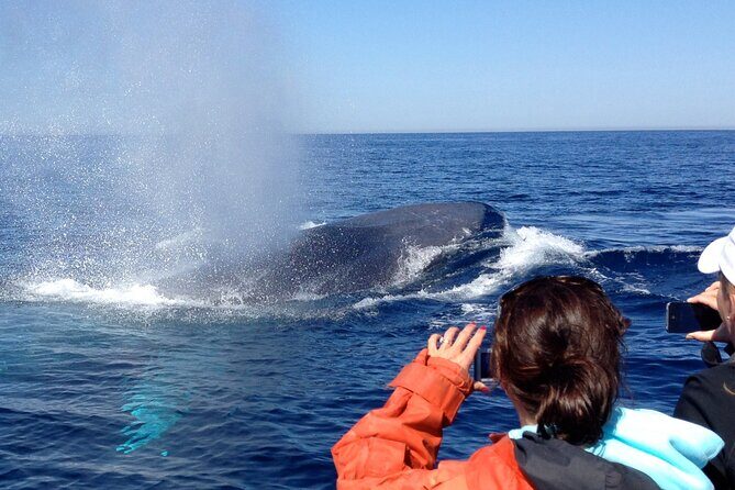 3-Hour Guided Whale and Dolphin Watching Experience in San Diego - FAQ