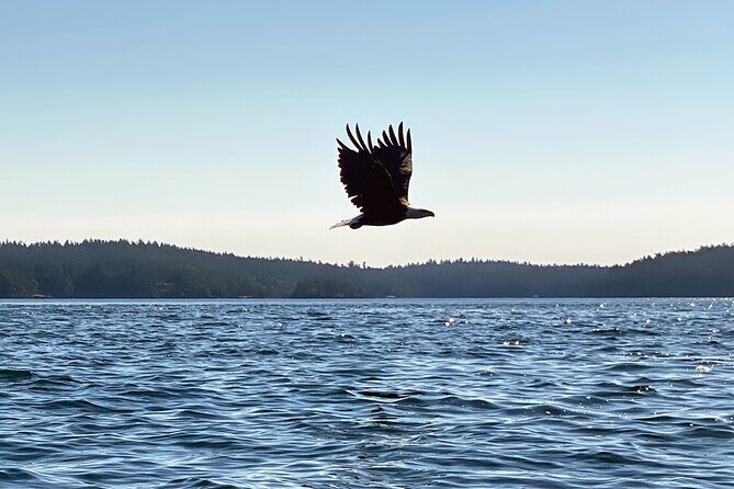3 Hour Kayaking Tours from Friday Harbor - Why this tour stands out