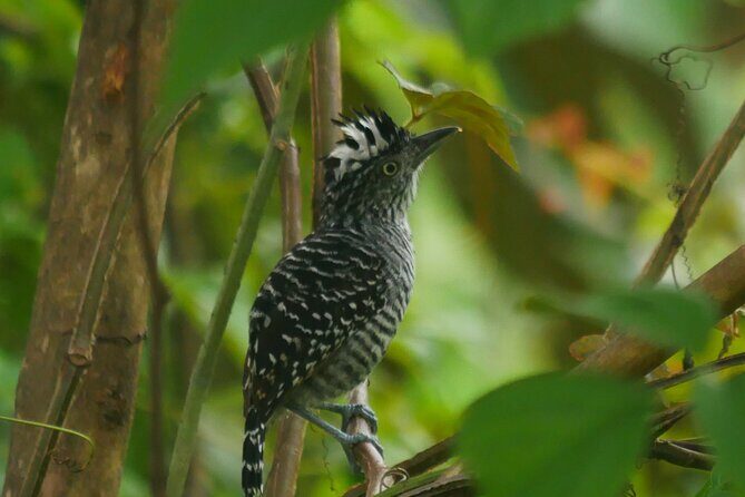 3-Hour Private Birdwatching Experience in Uvita / Ojochal - Who Should Consider This Tour