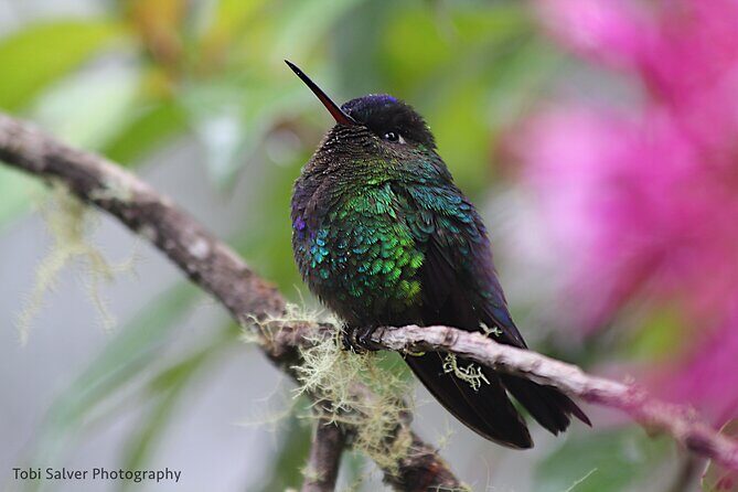 3-Hour Private Birdwatching Experience in Uvita / Ojochal - FAQ