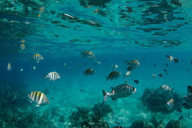 3 Hour Private Charter on Stingray City with Snorkeling - Final Thoughts: Is This Tour Right for You?