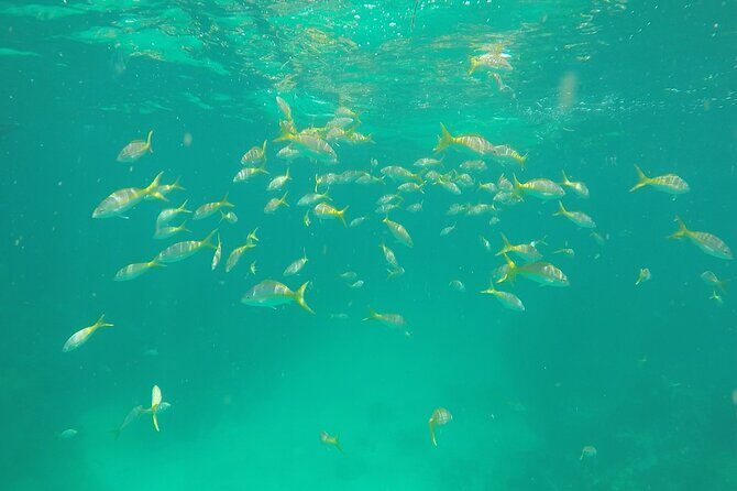 3 Hour Private Snorkeling in Marathon Florida - FAQ