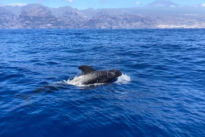 3-Hour Private Tour with Whale and Dolphin Watching - An In-Depth Look at the Experience