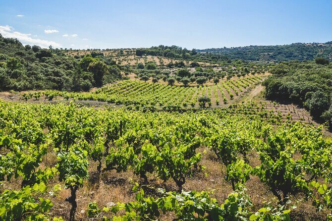 3-Hour Private Wine Tasting in Quinta da Vineadouro with Lunch - In-Depth Review of the Experience