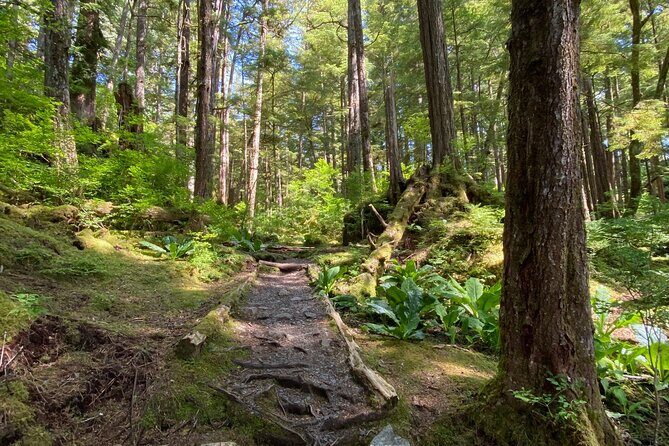 3-Hour Rainforest, Beach & Wildlife Walk - The Sum Up