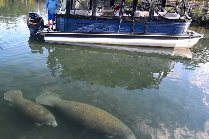 3 Hour See Crystal River Wildlife Safari Boat Cruise - Discover the 3 Hour See Crystal River Wildlife Safari Boat Cruise