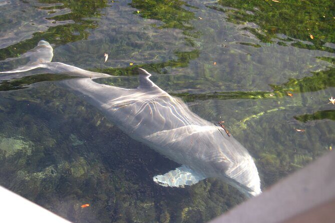 3 Hour See Crystal River Wildlife Safari Boat Cruise - The Sum Up: Why Choose the Crystal River Wildlife Safari Boat Cruise?