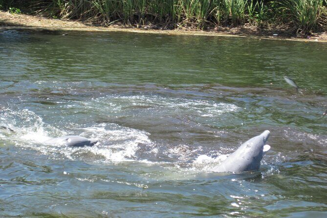 3 Hour See Crystal River Wildlife Safari Boat Cruise - FAQ