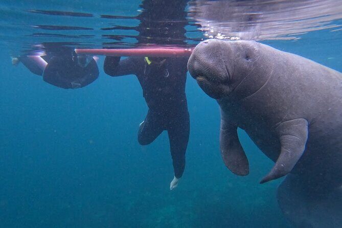 3-Hour Small Group All-Inclusive Manatee Swim with Photo Package - Key Points