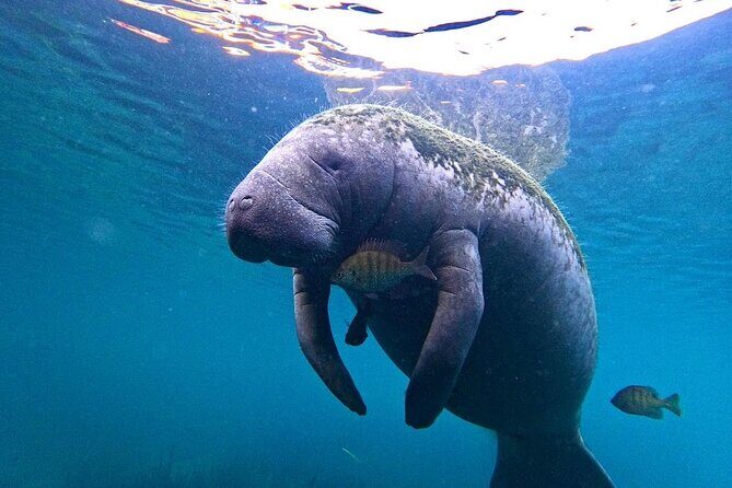 3-Hour Small Group All-Inclusive Manatee Swim with Photo Package - The Experience: What to Expect
