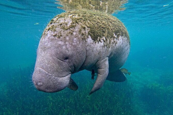 3-Hour Small Group All-Inclusive Manatee Swim with Photo Package - Frequently Asked Questions