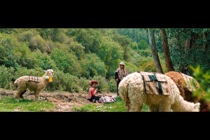 3-Hour Small-Group Hiking with Alpaca in Sacred Valley - An In-Depth Look at the 3-Hour Small-Group Hiking with Alpacas