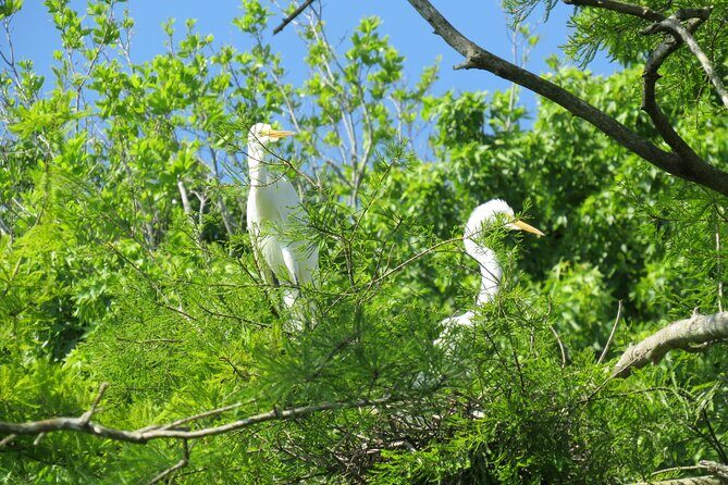 3 Hour Small Group Lake Norris Kayak Activity - Who Should Consider This Tour?