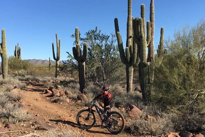 3 Hour Sonoran Desert Private Guided Mountain Bike Tour - Key Points