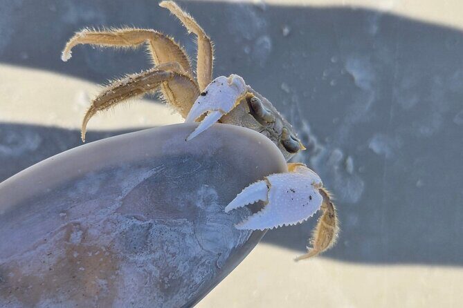 3 Hour Sunset Cruise to Shell Island - Practical Details & Tips