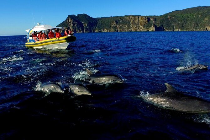 3-Hour Tasman Peninsula Wilderness Cruise from Port Arthur - The Sum Up: Who Should Book This Experience?