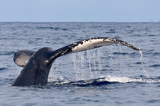 3 Hour Turtle Town Snorkel and Whale Watch Tour in Kihei - Final Thoughts