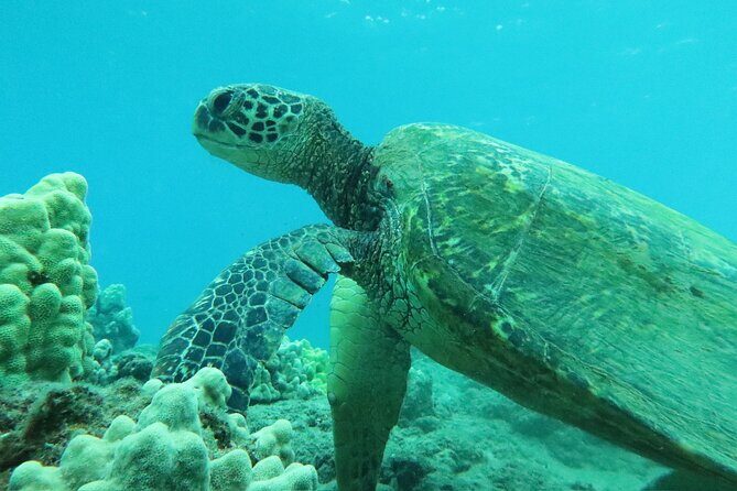 3 Hour Turtle Town Snorkel and Whale Watch Tour in Kihei - FAQ