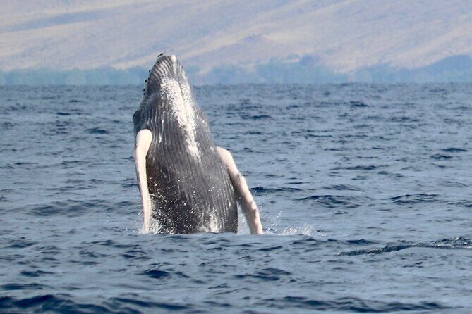 3 Hour Turtle Town Snorkel and Whale Watch Tour in Kihei - Final Verdict