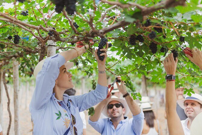 3-Hour Vineyard Wine Tour with Tasting - Experience Ecuador’s Unique Vineyard with a 3-Hour Wine Tour and Tasting