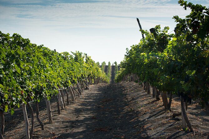 3-Hour Vineyard Wine Tour with Tasting - The Sum Up: Is It Worth It?