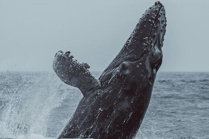 3-Hour Whale Watching Tour from Monterey - Frequently Asked Questions