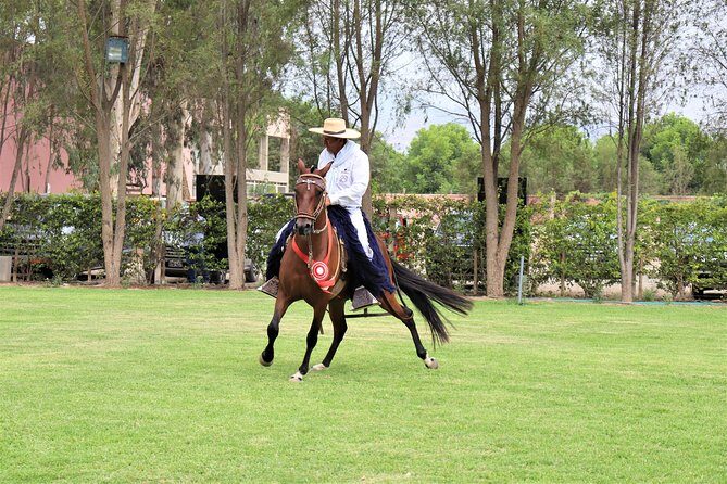 3-hour Wine and Pisco tour / Tacama and El Catador - Wrapping Up