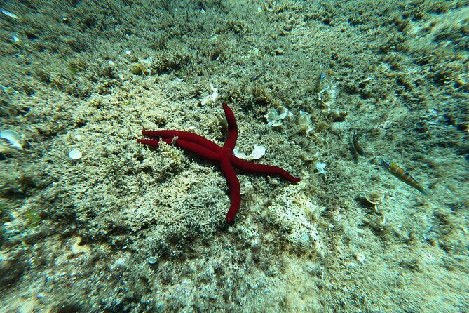 3 Hours Activities Snorkeling Villasimius Isle of Cabbage - An Honest Look at the Snorkeling Experience in Villasimius