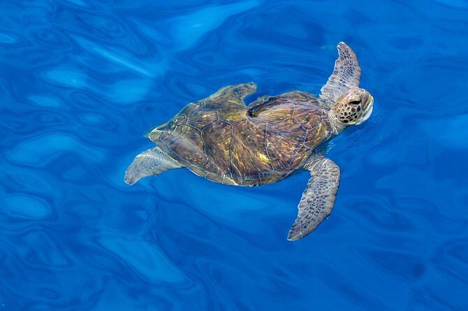 3 Hours All Inclusive Whale and Dolphin Whatching Yacht Trip - Who Is This Tour Best For?