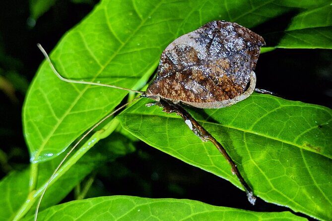 3 Hours Bird Watching Guided Experience in Bajo Cebadilla - A Detailed Breakdown of the Experience
