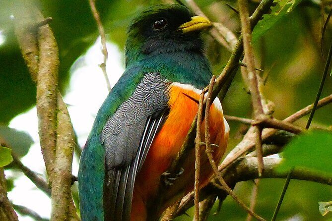 3 Hours Bird Watching Guided Experience in Bajo Cebadilla - Who Should Consider This Tour?