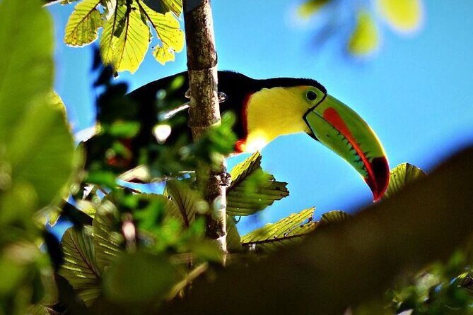 3 Hours Bird Watching Guided Experience in Bajo Cebadilla - Final Thoughts: Is This Tour Worth It?