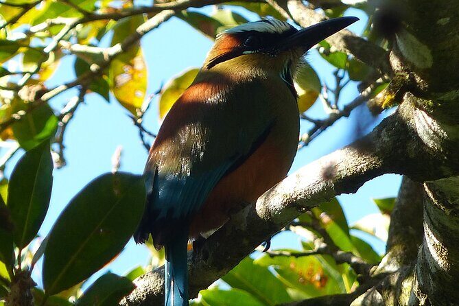3 Hours Bird Watching Guided Experience in Bajo Cebadilla - Frequently Asked Questions