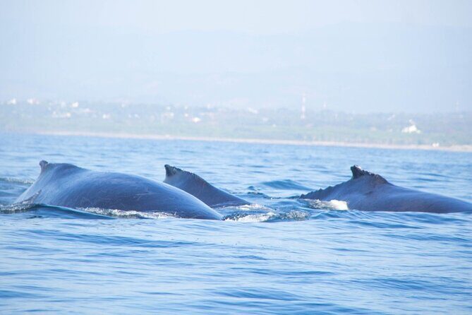 3-Hours Dolphin and Turtle Watching in Puerto Escondido - Puerto Escondido’s 3-Hour Dolphin and Turtle Watching Tour: An Authentic Marine Safari