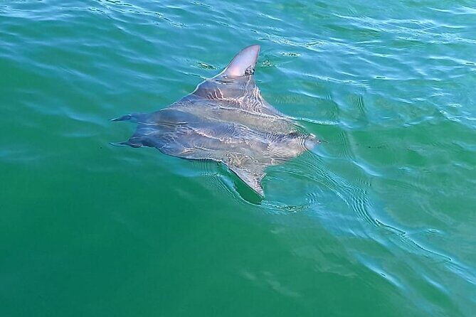 3-Hours Dolphin and Turtle Watching in Puerto Escondido - Authentic Encounters and Real Reviews