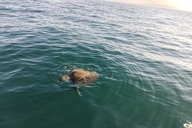 3-Hours Dolphin and Turtle Watching in Puerto Escondido - FAQ