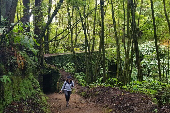 3 Hours Guided Forest Bathing Hike in Portugal - The Sum Up