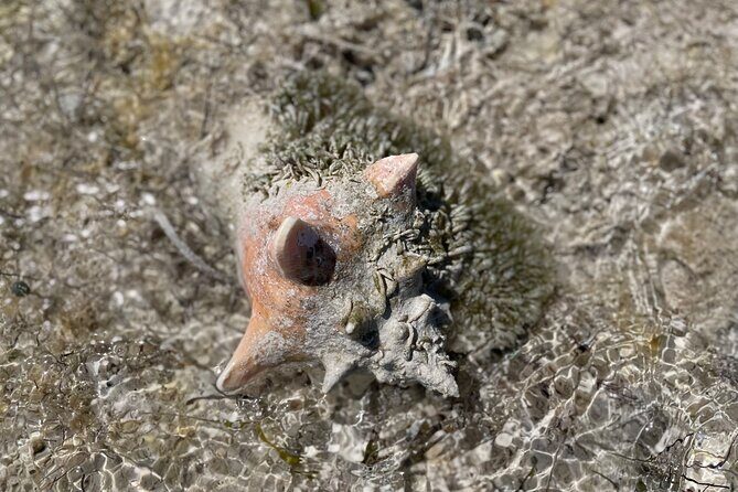 3 Hours Guided Great Exuma ATV Tour - The Sum Up