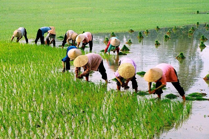 3 Hours Hoi An Countryside Motorbike Tour - Frequently Asked Questions