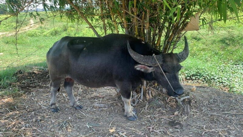 3 hours Hoi An Countryside Motorbike Tour - Who Would Love This Tour?
