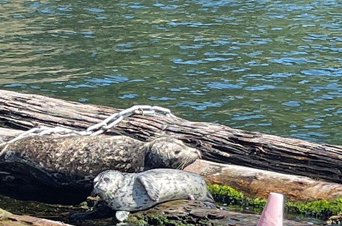 3 Hours Indian Arm Waterfalls Boat Tour from Deep Cove - Final Thoughts