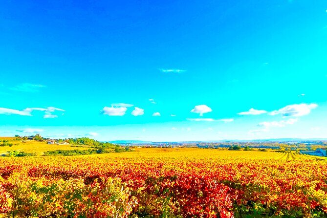 3 hours of Tour in the Wines of Châteauneuf-du-Pape - Practicalities and Considerations